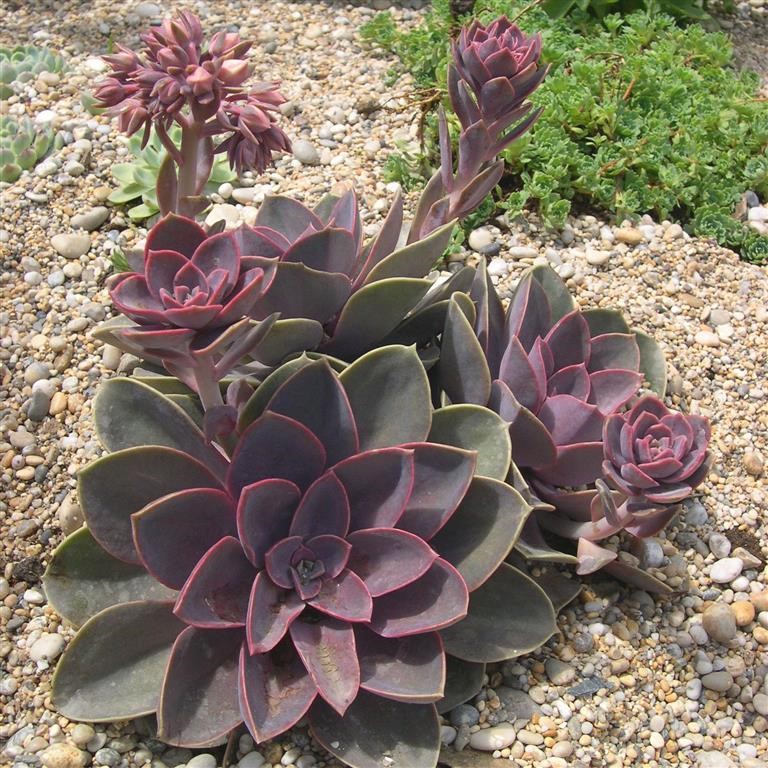 Echeveria 'Duchess of Nuremberg'