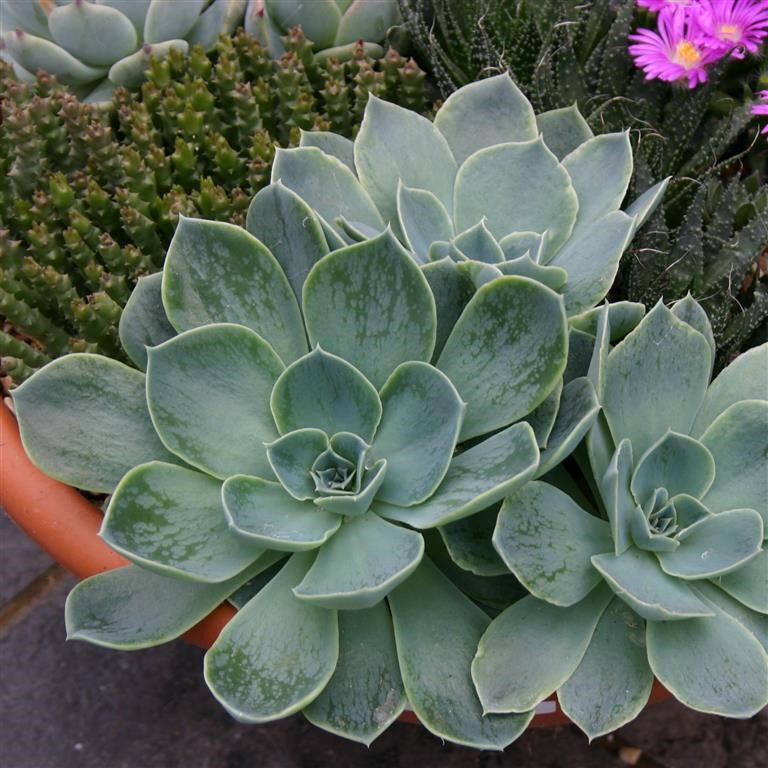 Echeveria imbricata