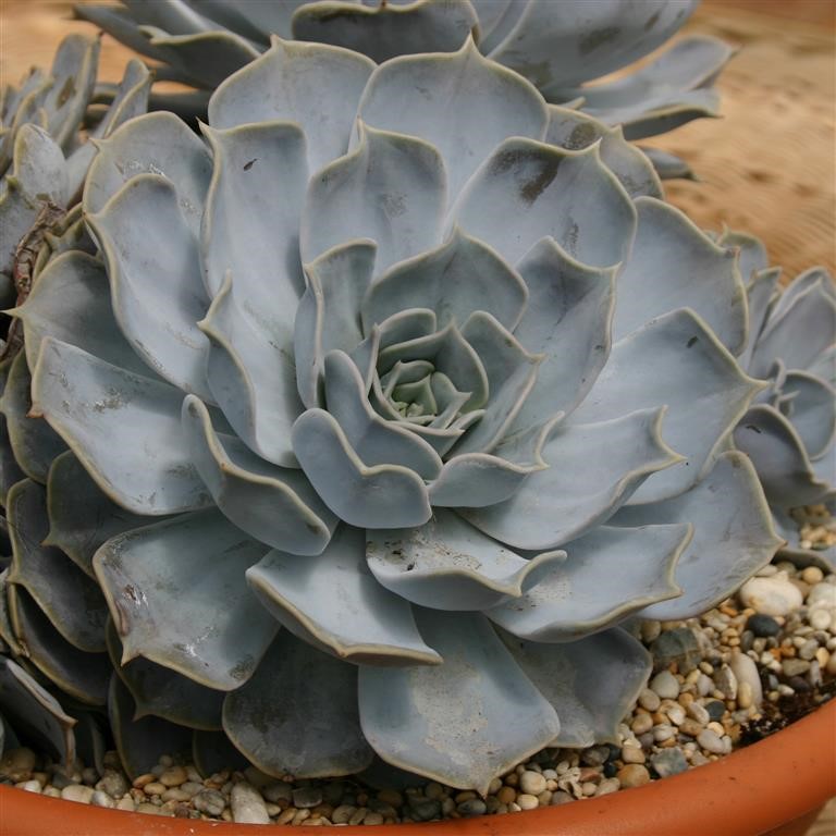 Echeveria lilacina