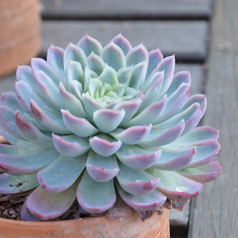 Echeveria elegans (lobed leaves)