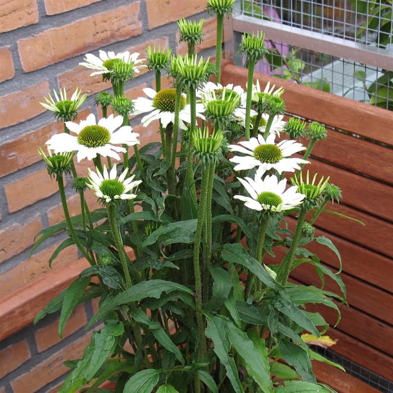 Echinacea purpurea 'Avalanche' (P)