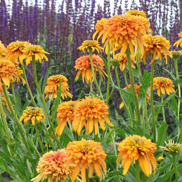 Echinacea 'Marmalade' (P)