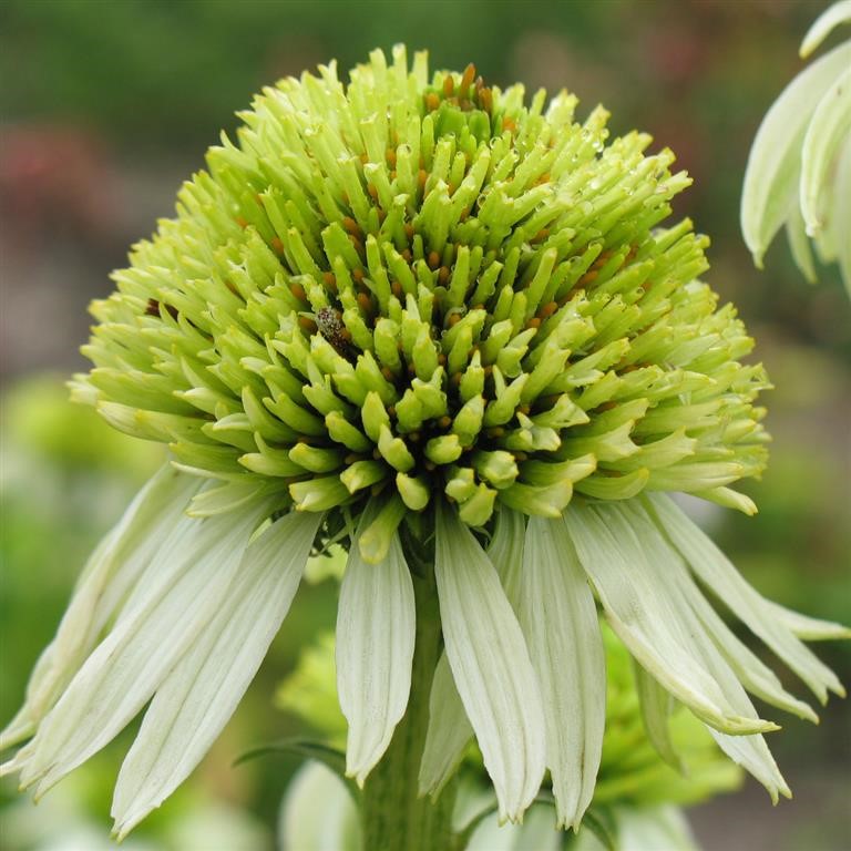 Echinacea purpurea 'Milkshake' (P)