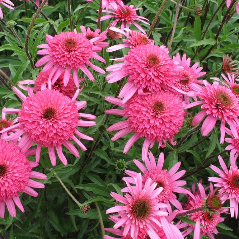 Echinacea 'Southern Belle' (P)