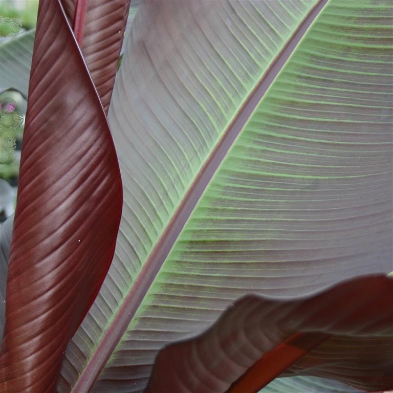Ensete ventricosum 'Maurelii'