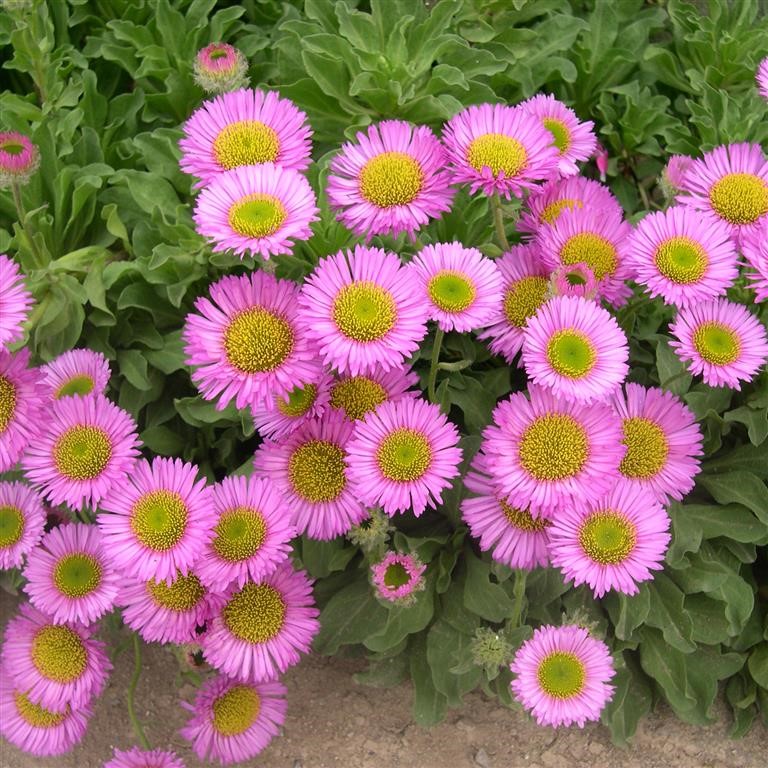 Erigeron 'Sea Breeze' (VR)