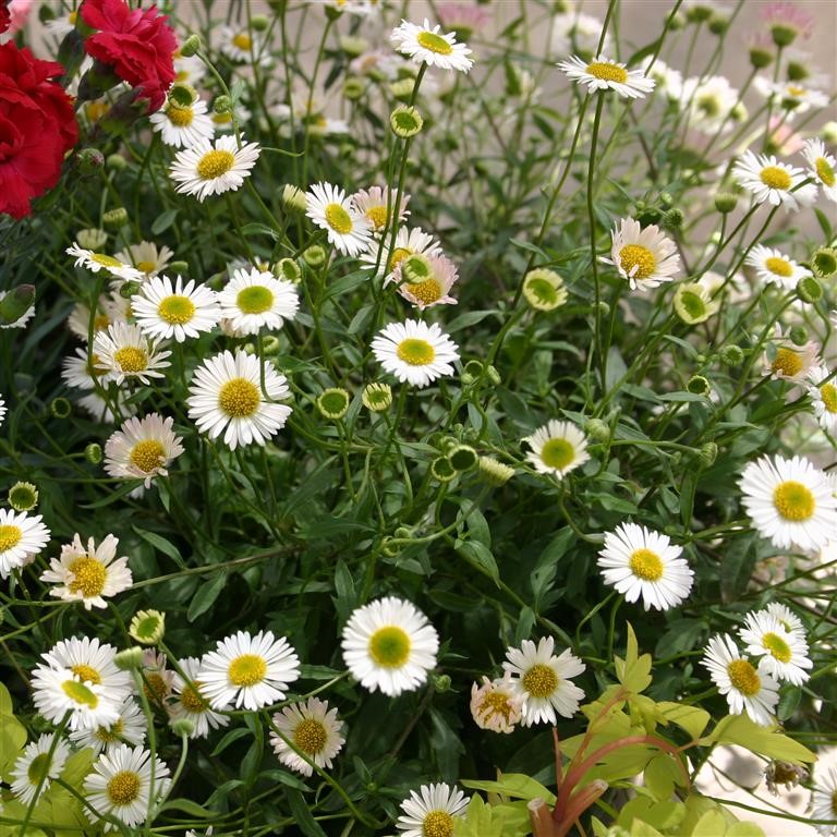 Erigeron karvinskianus 'Sea of Blossom'