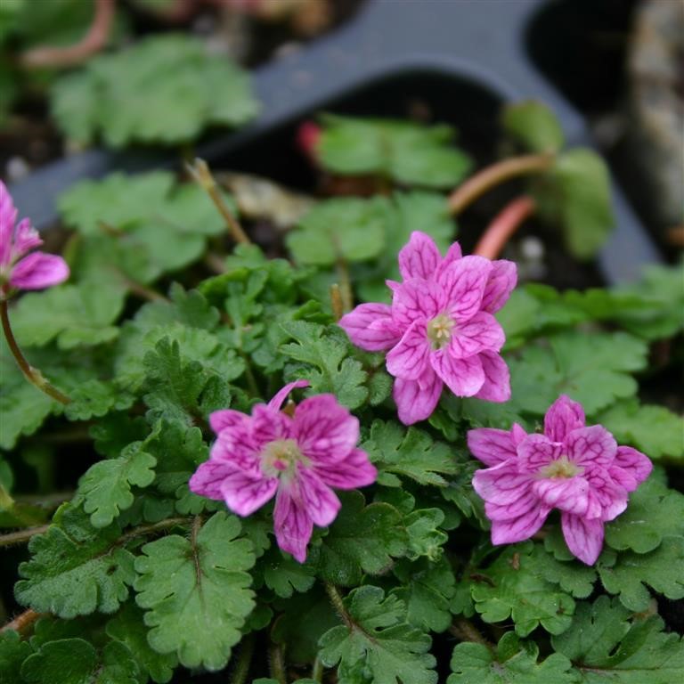 Erodium x variabile 'Flore Pleno'