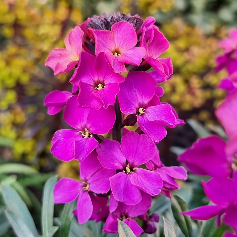 Erysimum Colour Vibe 'Purple' (P)