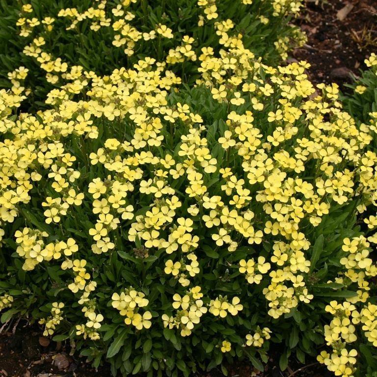 Erysimum 'Golden Jubilee'