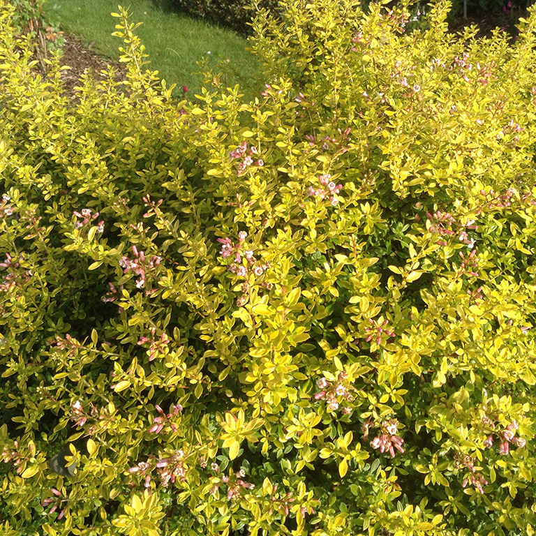 Escallonia 'Good As Gold' (VR)
