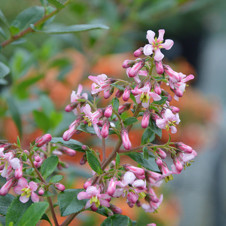 Escallonia 'Pink Spires' (P)