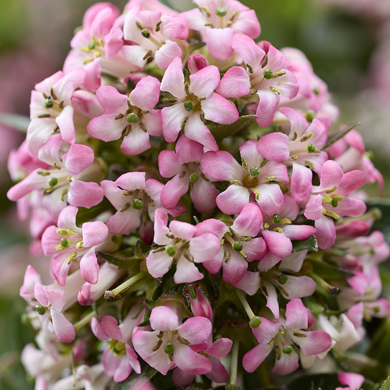 Escallonia 'Showstopper' (P)