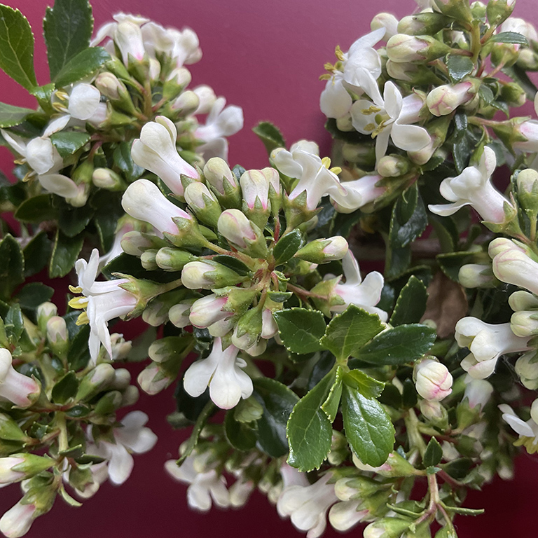 Escallonia 'White Spires' (P)