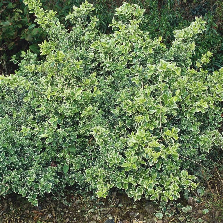 Euonymus fortunei 'Gaiety'