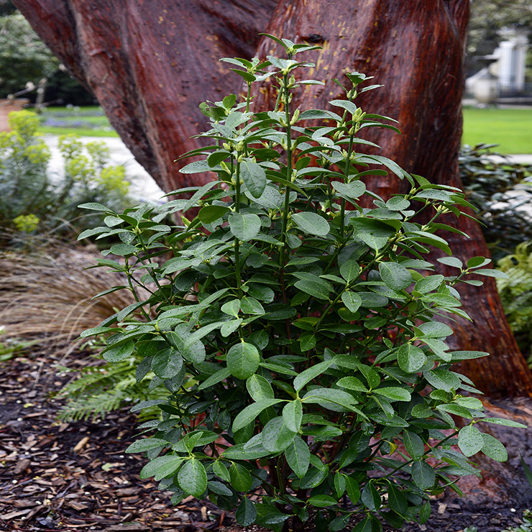 Euonymus japonicus 'Green Millenium' (P)