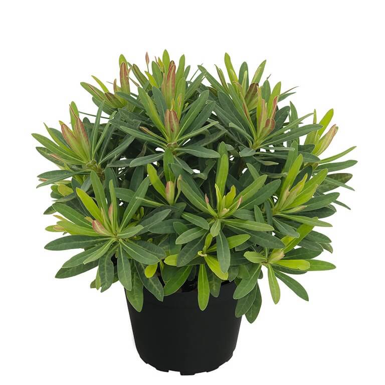 Euphorbia 'Athene' (P)