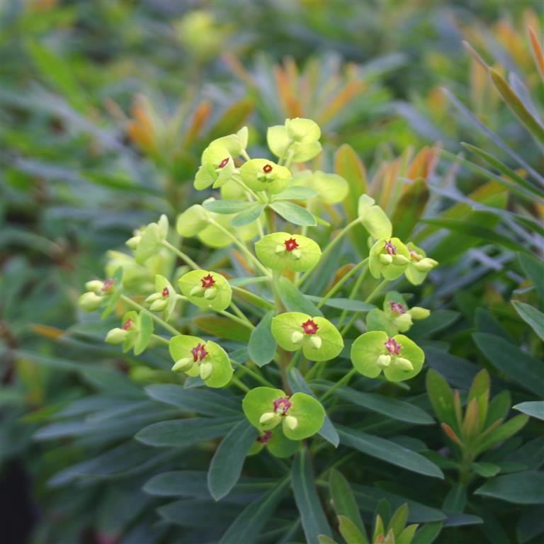 Euphorbia 'Baby Charm' (VR)