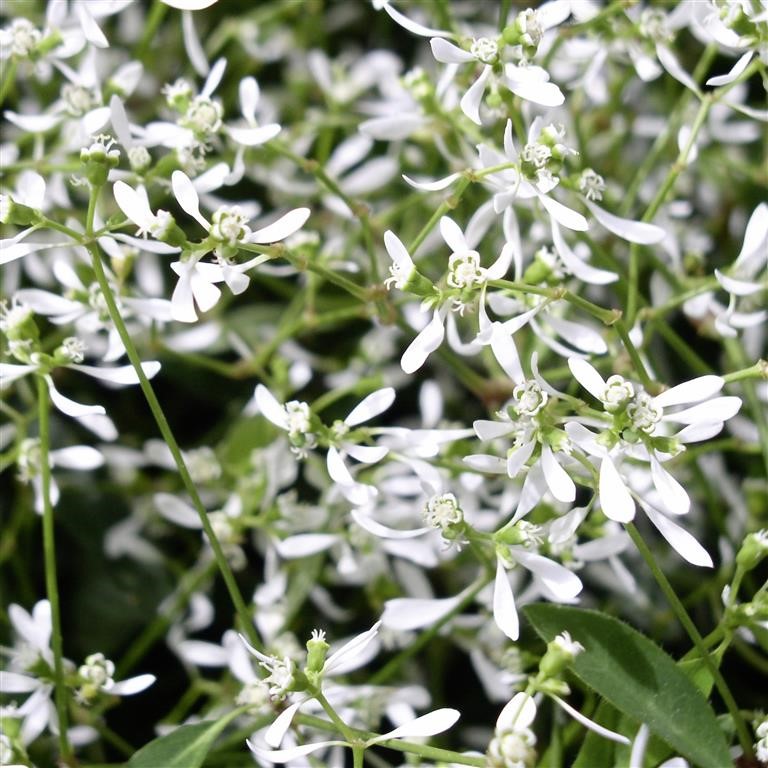 Euphorbia 'Diamond Frost' (P)