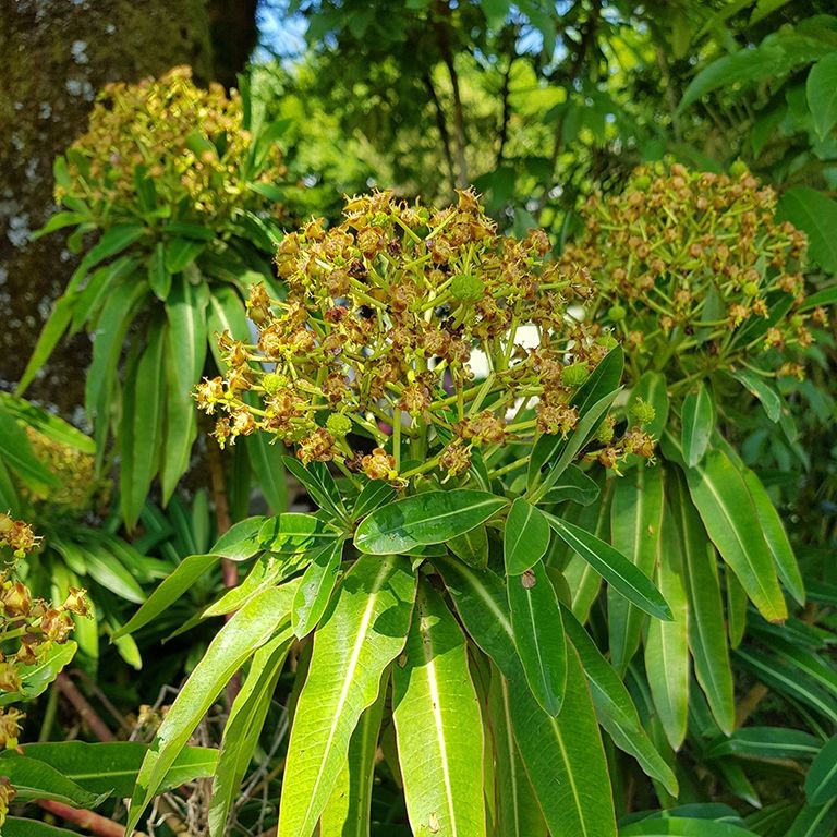 Euphorbia mellifera