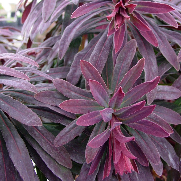 Euphorbia 'Ruby Glow' (P)