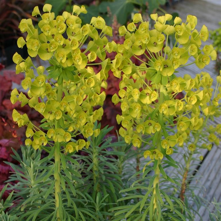 Euphorbia characias wulfenii