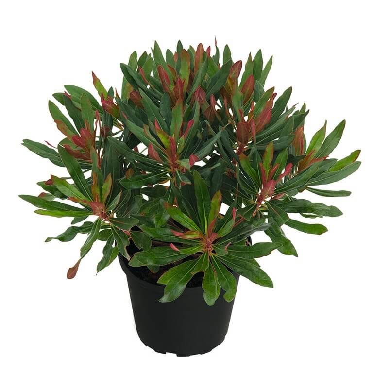 Euphorbia 'Xenia' (P)
