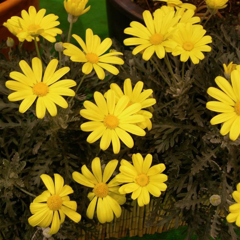 Euryops pectinatus