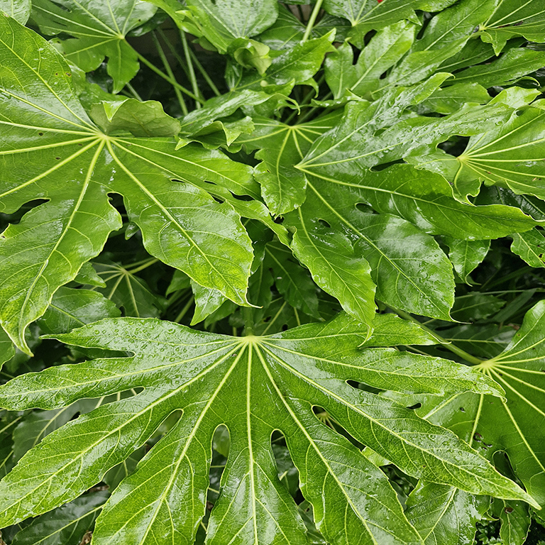 Fatsia japonica +