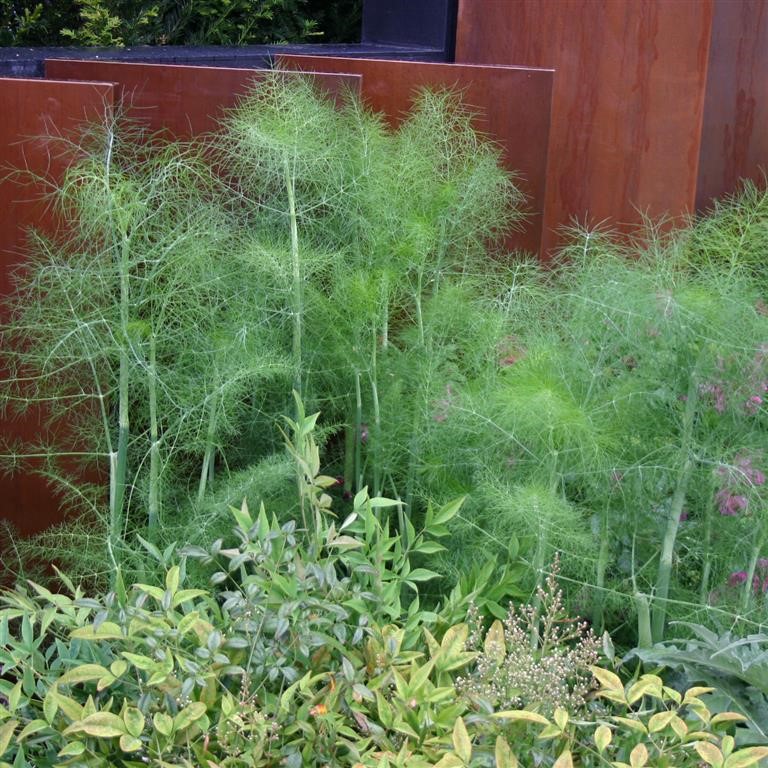 Foeniculum vulgare (Fennel, Green)