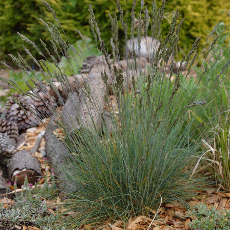 Festuca 'Buddy Blue'