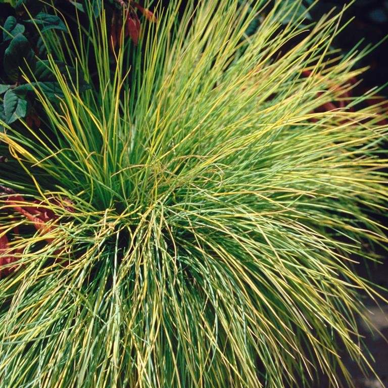 Festuca 'Golden Toupee'