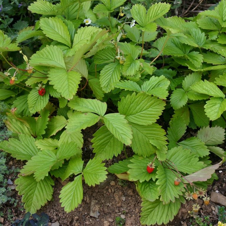 Fragaria vesca 'Wild form' (Alpine Strawberry)