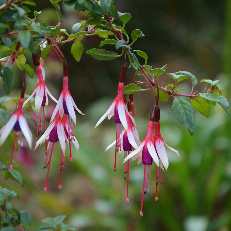 Fuchsia magellanica 'Arauco' (P)