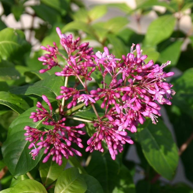 Fuchsia arborescens