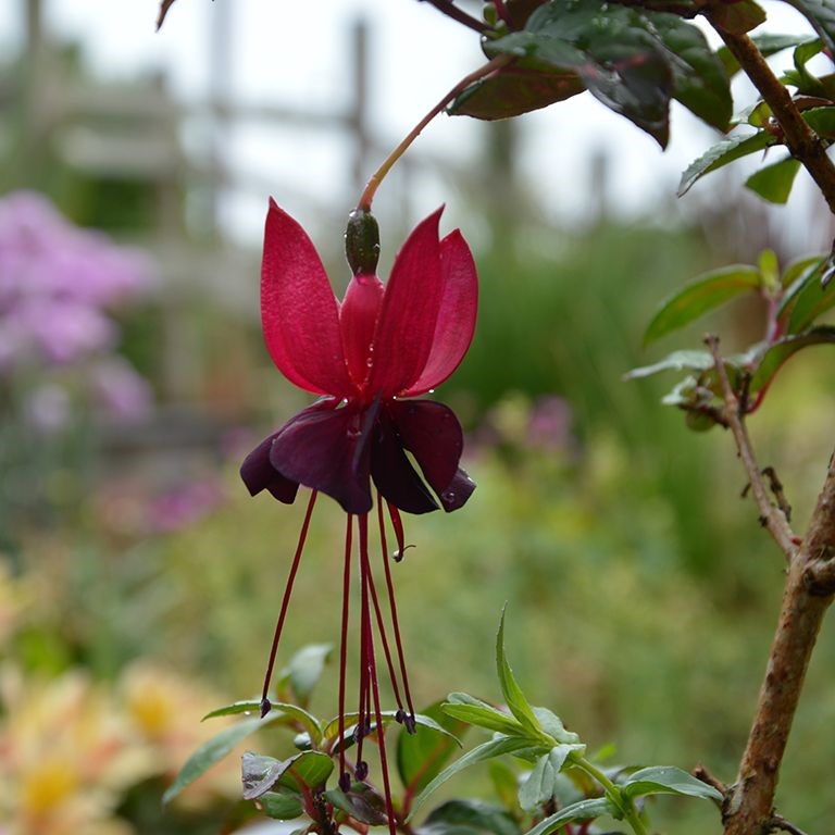 Fuchsia 'Blacky'