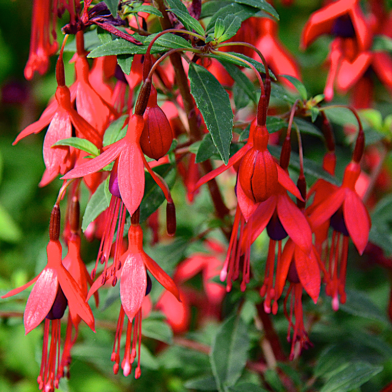 Fuchsia 'David' (P)