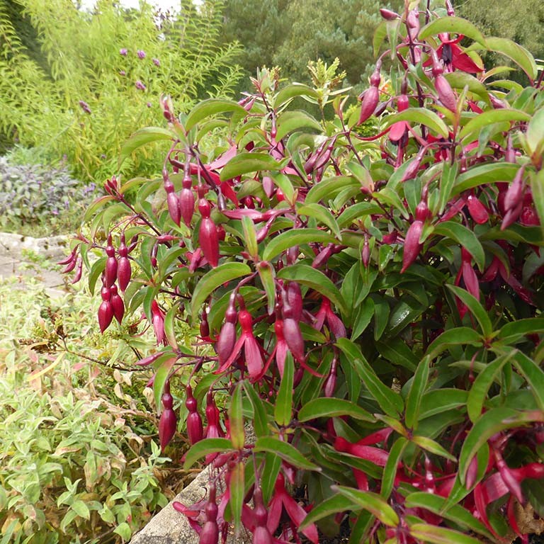 Fuchsia Dying Embers