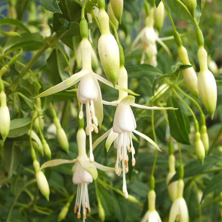 Fuchsia 'Hawkshead'