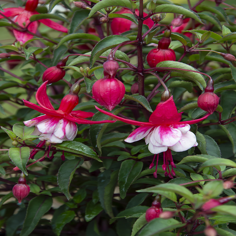 Fuchsia 'Madame Cornelissen'