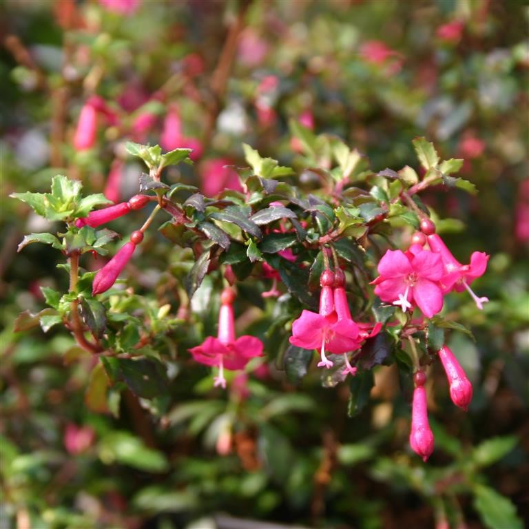 Fuchsia microphylla 'Pink'