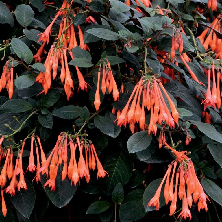 Fuchsia triphylla 'Thalia'