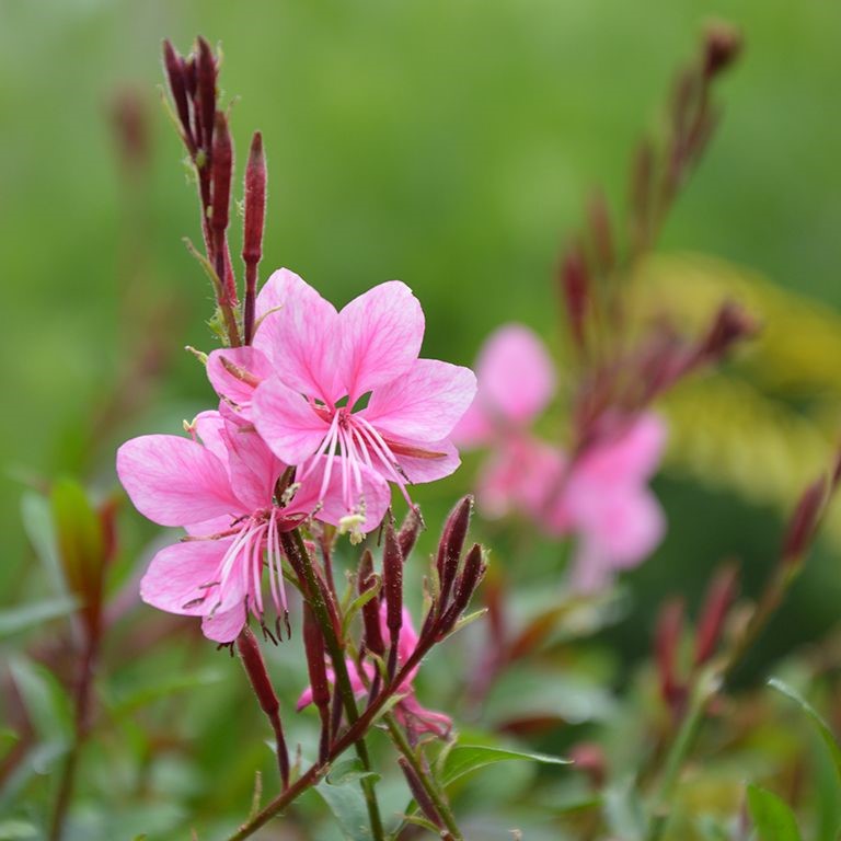 Gaura 'Flamingo Pink' (P)