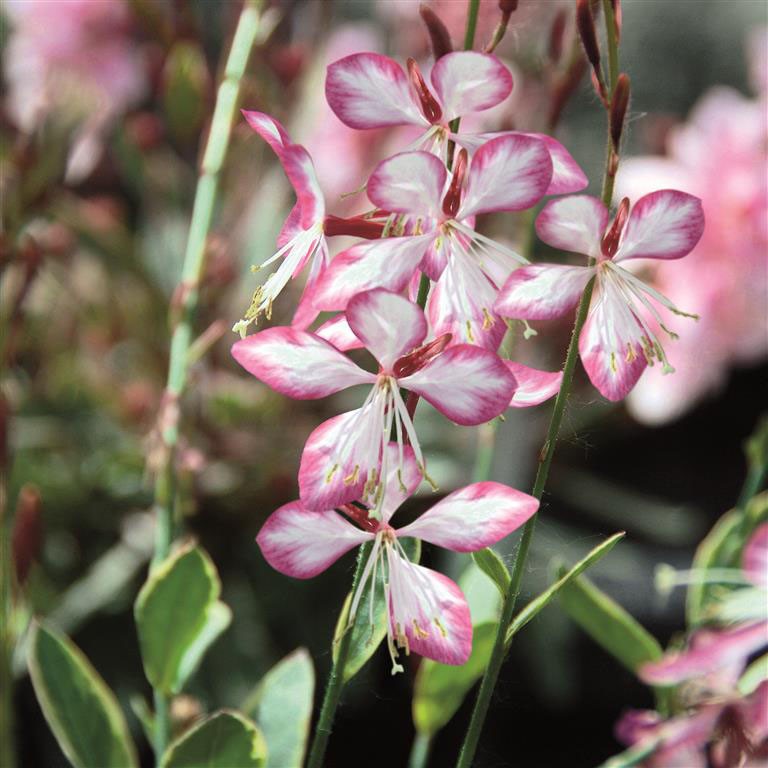 Gaura 'Freefolk Rosy' (P)