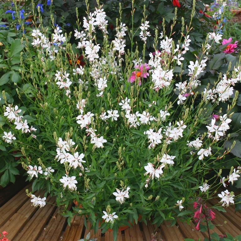 Gaura 'Karalee White' (P)