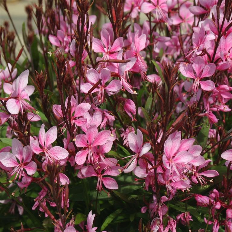 Gaura 'Lillipop Pink' (P) .