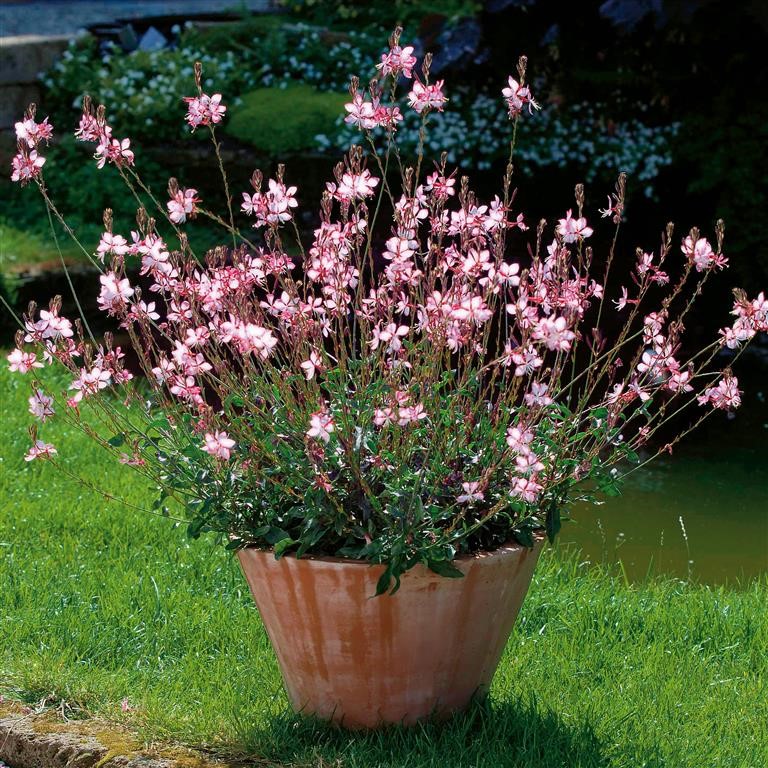 Gaura 'Rosyjane' (P)