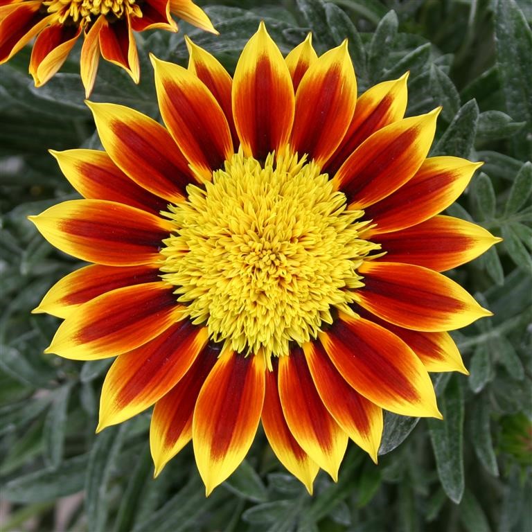 Gazania Sunbathers� 'Totonaca' (VR)