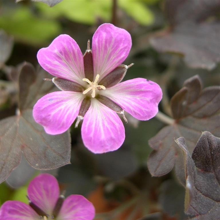 Geranium 'Dusky Rose' (VR)