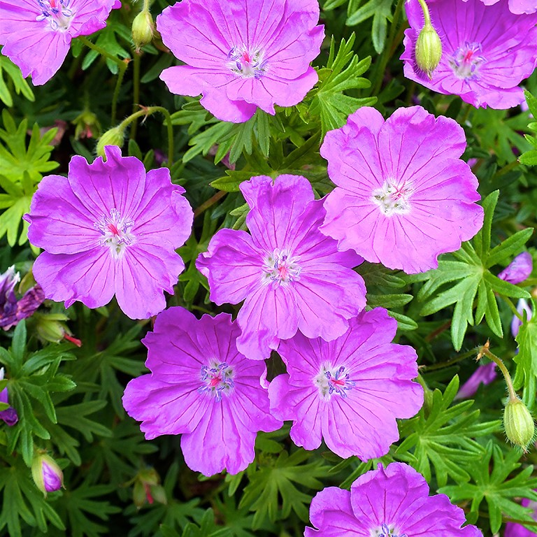 Geranium 'Little Charmer' (VR)